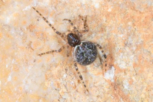 Réf. 247 439 : Theridion sp.